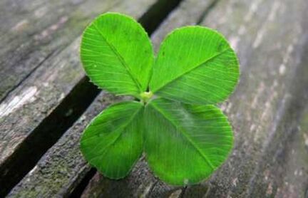 The four-leaf clover is one of the most valuable lucky charms found by chance