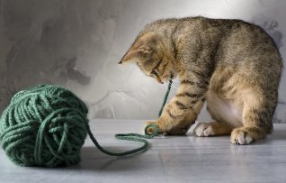 Kitten playing with a ball of wool
