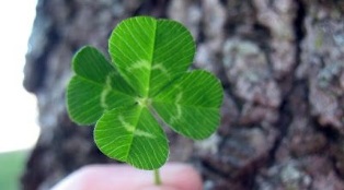 clover as the talisman of fortune and prosperity
